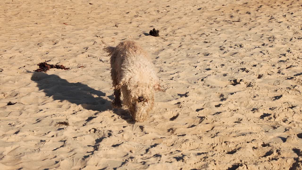 모래 브라이튼 해변에서 는 개