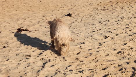 a dog walking on sandy brighton beach