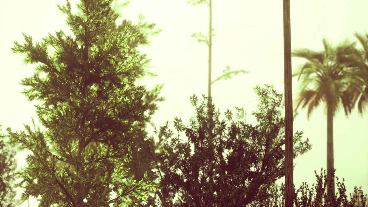 Lush greenery and palm trees under soft sunlight in a tranquil setting