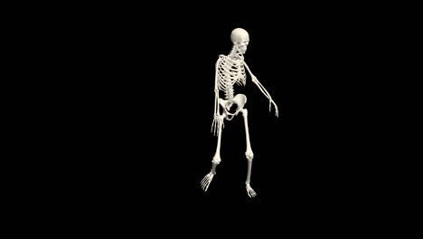 dancing skeleton 3d. 4k. alpha channel. loop.