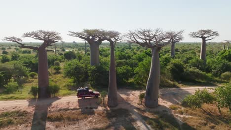 off-road suv fully loaded car driving on a dusty road above unique baobab trees in madagascar, africa