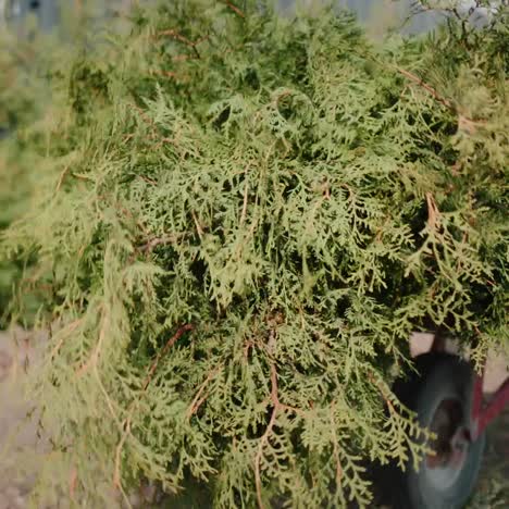 worker carries saplings in a wheelbarrow