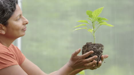 jardinería - una atractiva mujer india estudia una planta de pimienta joven