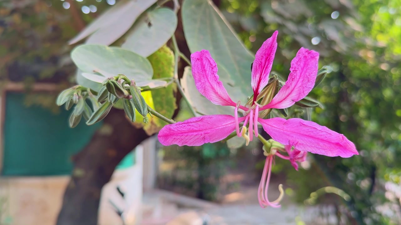 Primer plano de la flor Bauhinia purpurea, una especie de planta con flores de la familia Fabaceae, nativa de la India y Myanmar, también conocida como árbol orquídea.