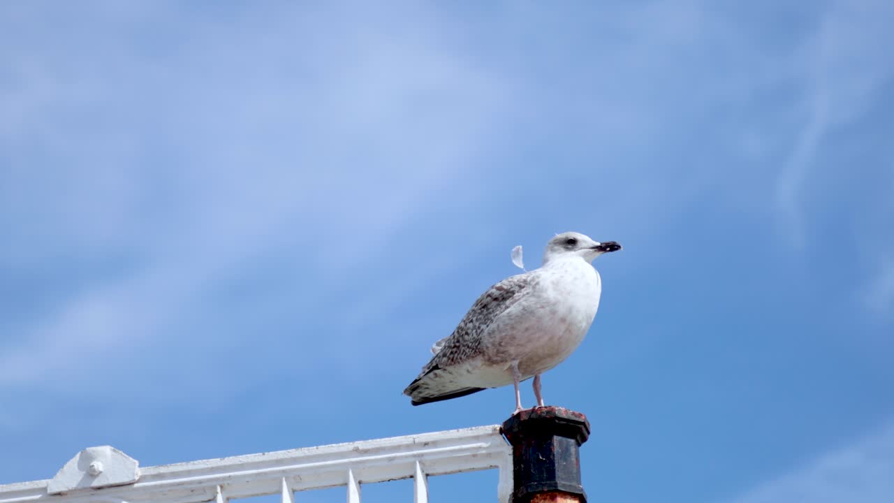 A herring gull perched on a fence