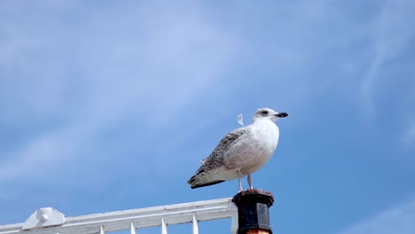 a herring gull perched on a fence