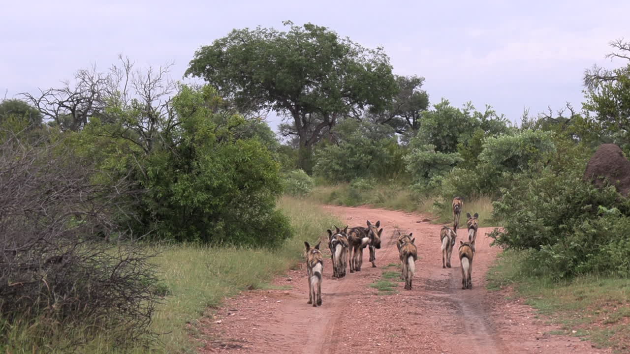 A pack of African Wild Dogs, also know as painted dogs or cape dogs, walking down a dirt path in Africa