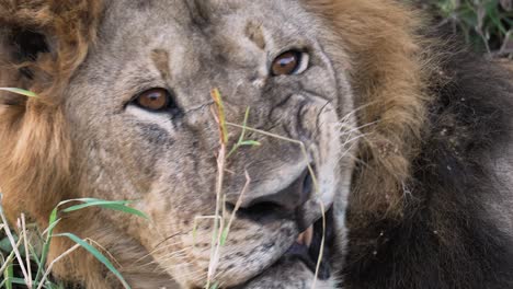 fotografía de cerca de un león macho, despertando gruñendo y mostrando los dientes