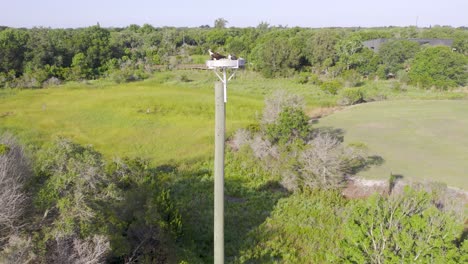 Vista-Aérea-Del-águila-Pescadora-En-El-Nido-Encima-De-Un-Poste-De-Madera-En-Bosques-Suburbanos