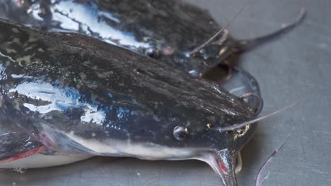 Lebender-Wels-Atmet-Auf-Der-Theke-Auf-Der-Asiatischen-Thailändischen-Fischmarktstraße-Zum-Verkauf