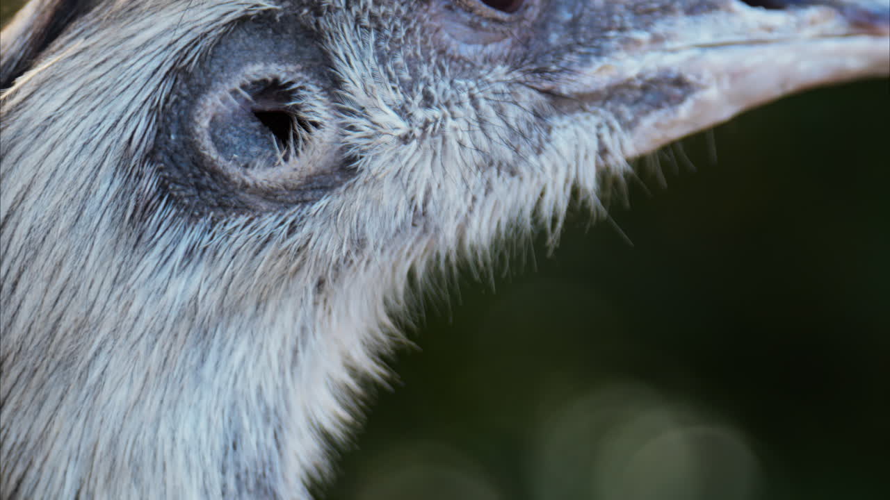 Close up of an ostrich's head on a blurred background