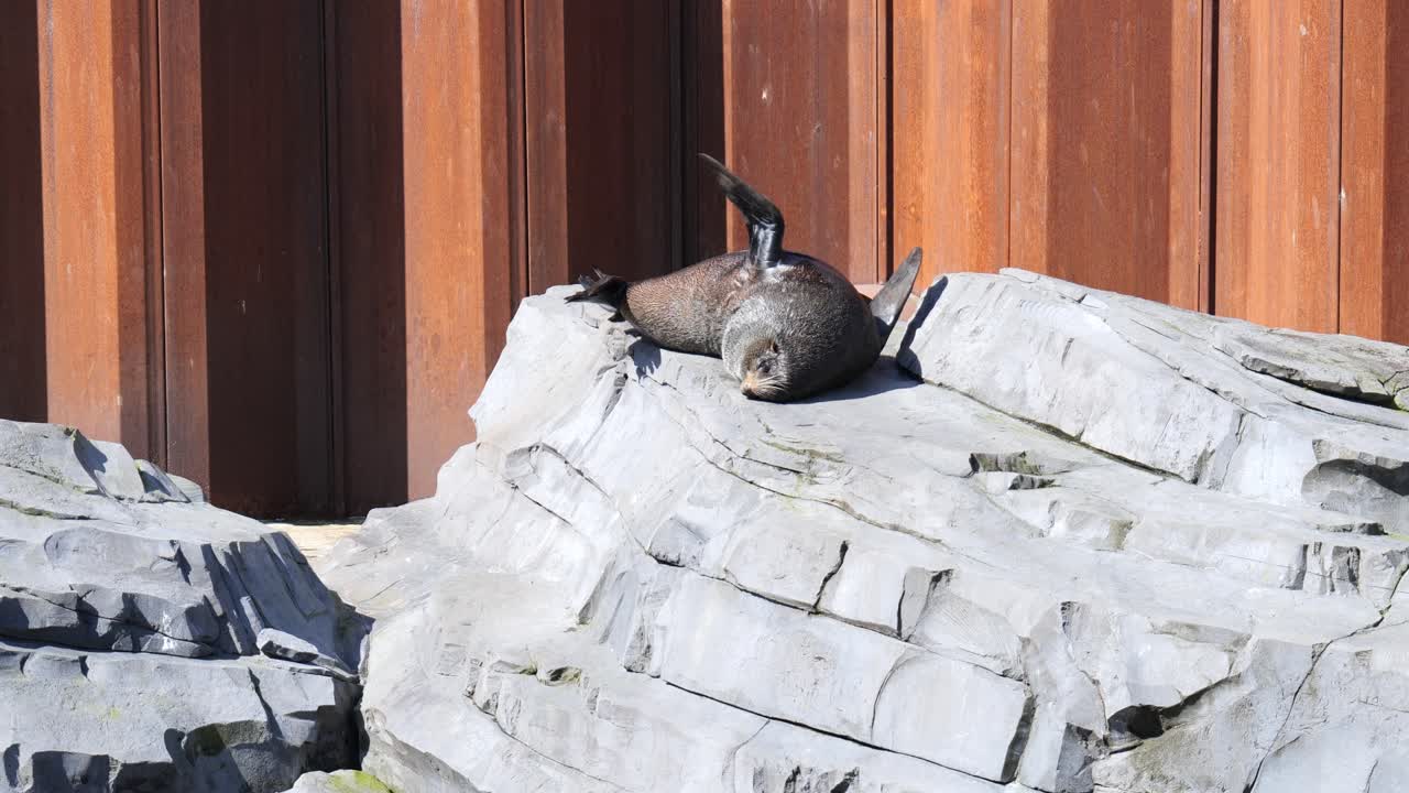 Curious companions: observing the zoo's Sea Lion