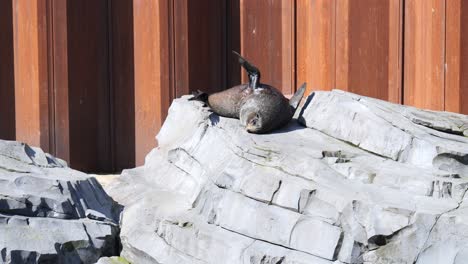 curious companions: observing the zoo's sea lion