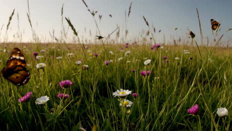 butterflies in a meadow