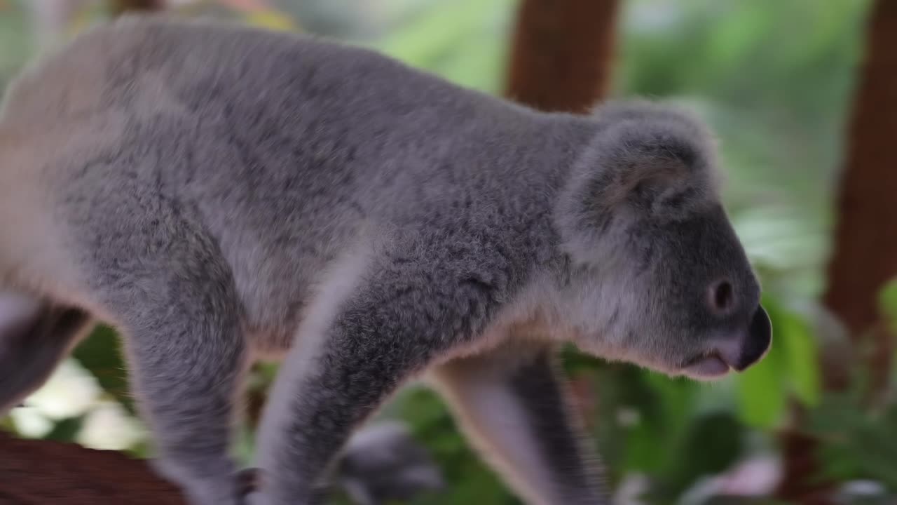A koala carefully walks along a tree branch, surrounded by lush green leaves in a serene setting.