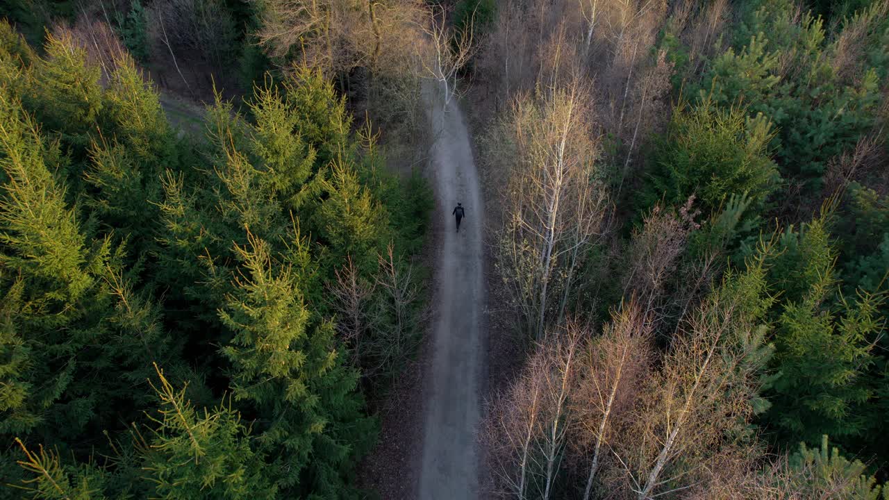 A walk through a quiet forest with tall trees along a forest path helps mental health, a man walking along a path at sunset