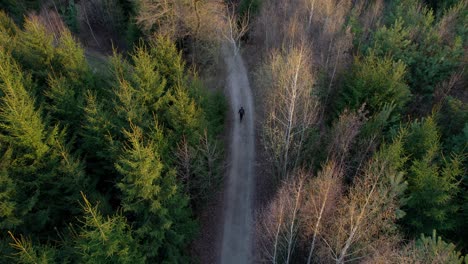 a walk through a quiet forest with tall trees along a forest path helps mental health, a man walking along a path at sunset