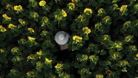 Niña-Escondida-Entre-Girasoles-Busca-Soledad-Para-Leer-Un-Libro-Vista-De-Arriba-Hacia-Abajo