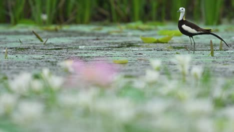 soft sunlight illuminates jacana exploring dense lily leaf clusters