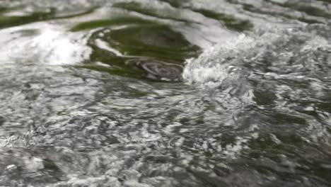 water flowing in a river in the forest