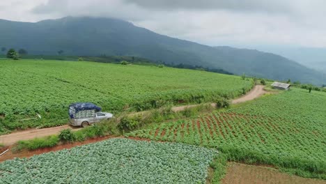 aerial footage of cabbage crops tranportation process