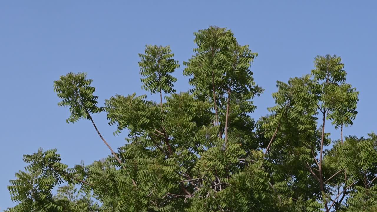 Azadirachta indica, Branches of neem tree during a bright sunny day, mahogany family Meliaceae