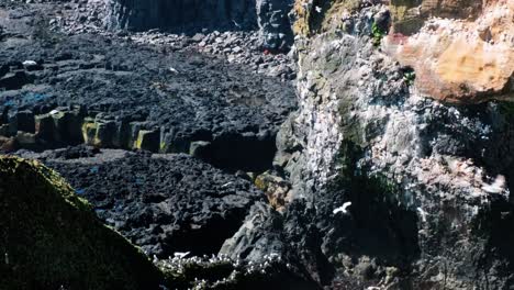 Schwarm-Möwen-Fliegen-über-Basaltfelsen-Auf-Der-Halbinsel-Snaefellsnes-In-Westisland