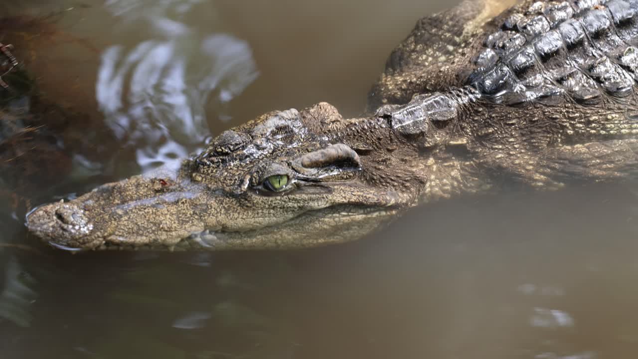 un cocodrilo se desliza a través del agua, con los ojos alerta.
