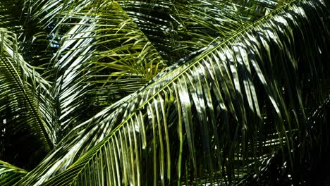 coconut palm boughs