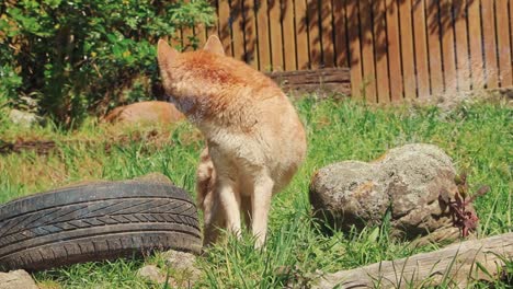 australian dingo in recovery center