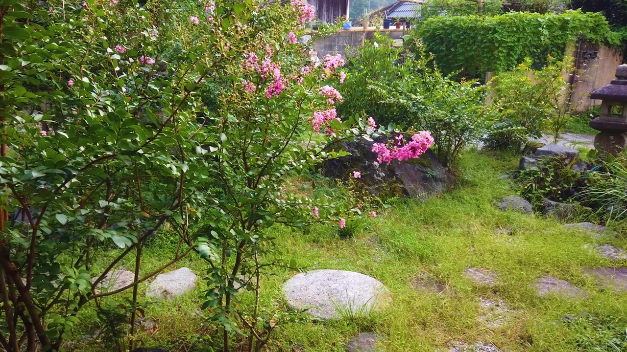 ピンクの花が咲く鮮やかな日本庭園の夏の風景、スローモーション。