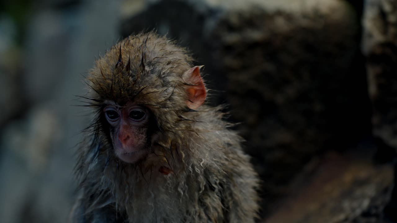 un lindo mono pequeño emerge de un baño cálido en las aguas termales de jigodukani, su pelaje húmedo y brillante después de un baño relajante.