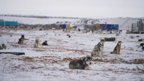 sled dogs sitting in a snowy field with kennels