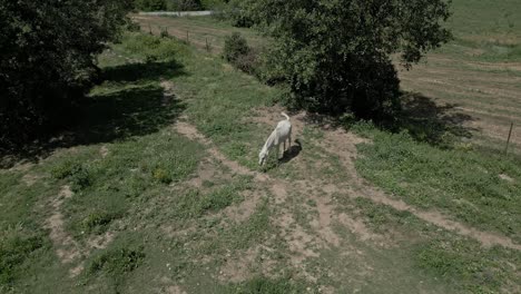 Rotationsaufnahmen-Aus-Der-Luft-Eines-Prächtigen-Weißen-Hengstes-Auf-Einem-Feld