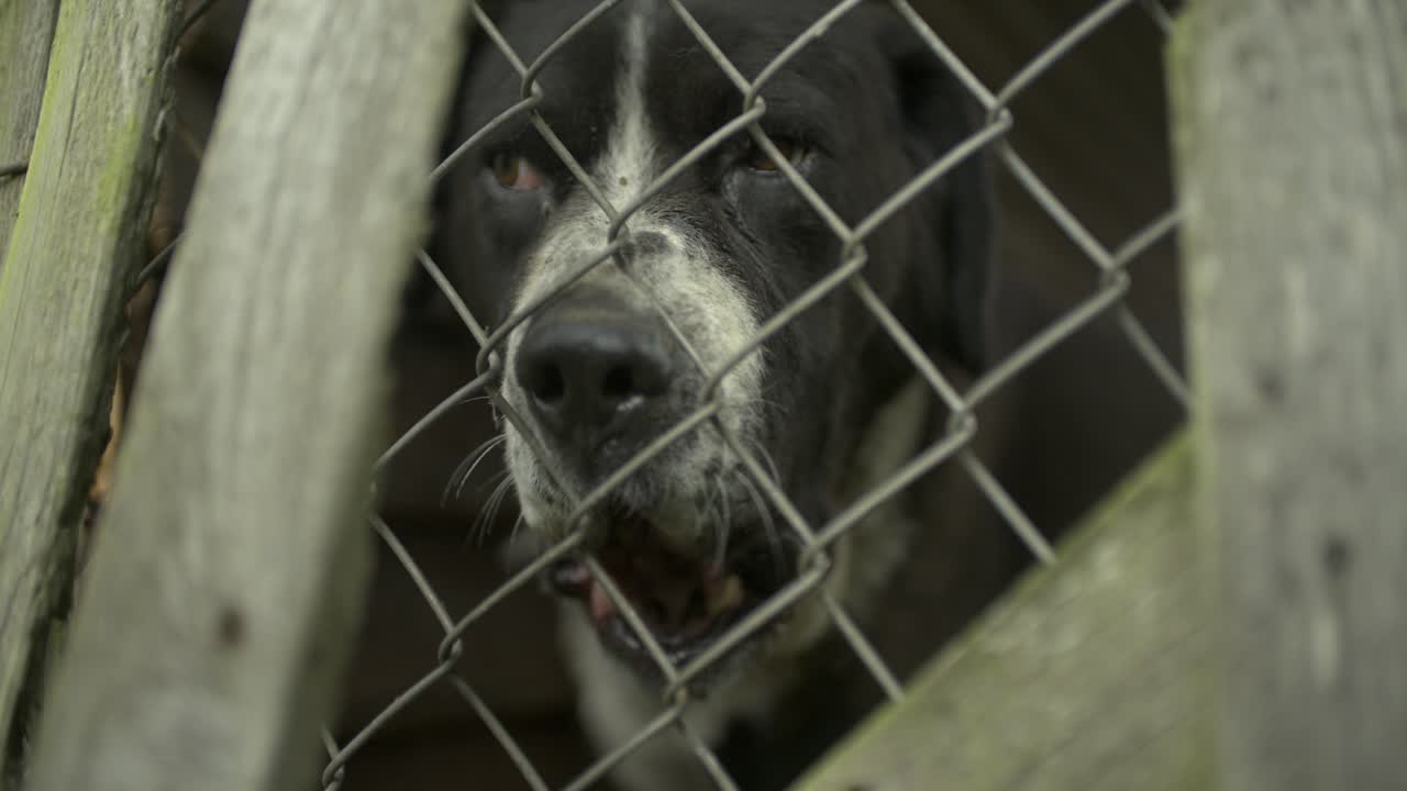 perros ladrando y cercando a cámara lenta