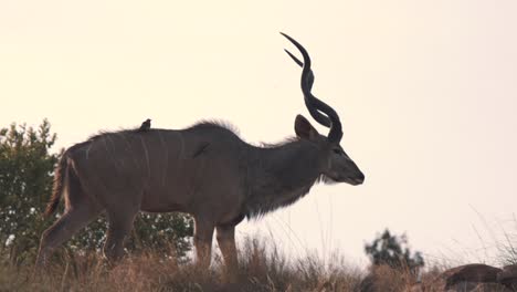 antílope kudu caminando en la sabana africana con pájaros picabueyes en la espalda