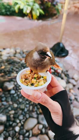 los pájaros se alimentan en un parque.