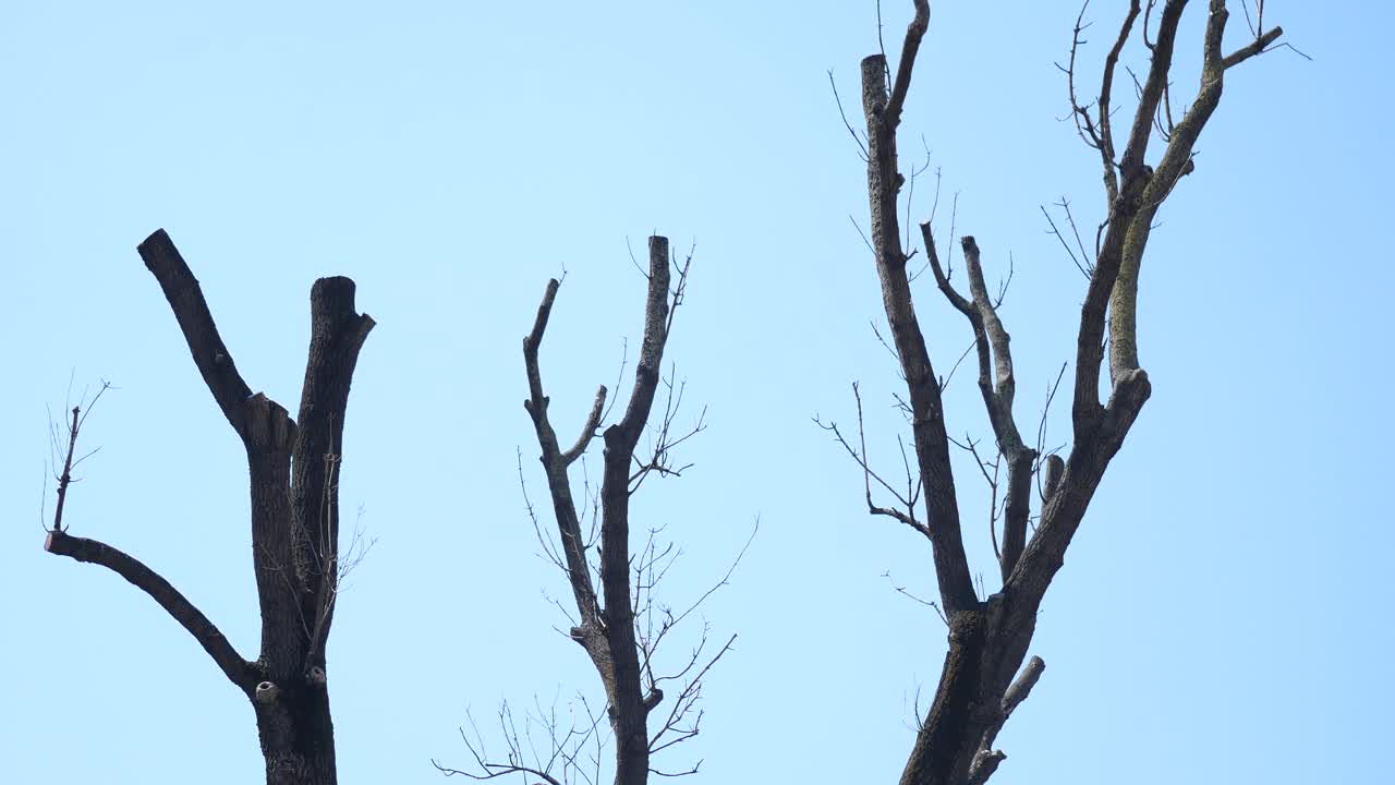 파란 하늘을 배경으로 벌거벗은 나무 가지
