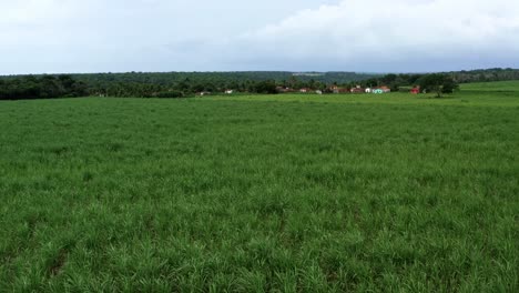 Tilt-up-dolly-in-aerial-drone-shot-of-a-large-farm-field-of-tropical-green-sugar-cane-growing-in-the-coastal-beach-town-of-Tibau-do-Sul-in-Rio-Grande-do-Norte,-Brazil-with-small-rural-homes-behind