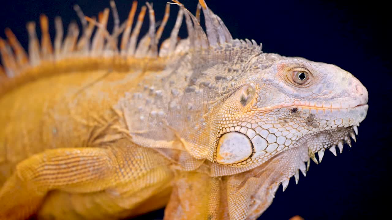 A golden iguana is captured in close-up under bright studio lighting, highlighting its textured scales and vibrant color