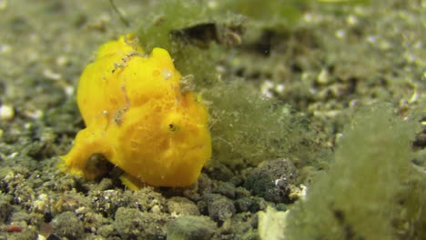 juvenile-painted-frogfish-walks-over-sandy-bottom,-finger-like-fins-clearly-visible,-frogfish-has-yellow-color,-close-up