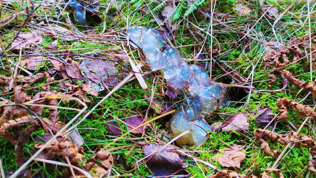 Una sorprendente giustapposizione visiva che presenta una forma di tuba di Falloppio posizionata all'interno di una vibrante foresta verde. Esplora i temi della fertilità, della nascita e della profonda connessione tra anatomia e terra