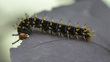 Makroaufnahme-Eines-Gelbbeinigen-Schildpatts,-Der-Sich-An-Sonnigen-Tagen-Von-Blättern-In-Der-Natur-Ernährt