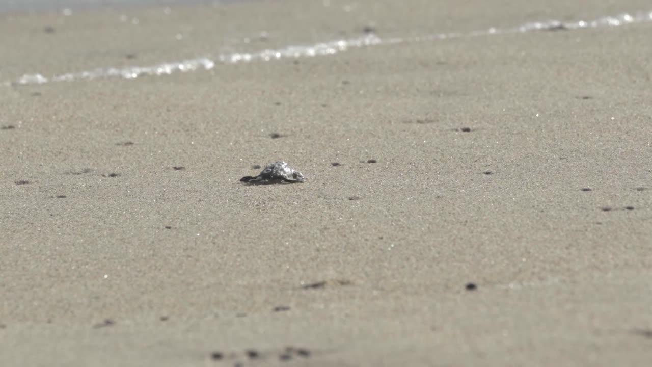 Moment a newly hatched sea turtle, an Olive Ridley, scrambles across a sandy beach in Oaxaca, Mexico, making its perilous, instinctive journey toward the vast Pacific Ocean
