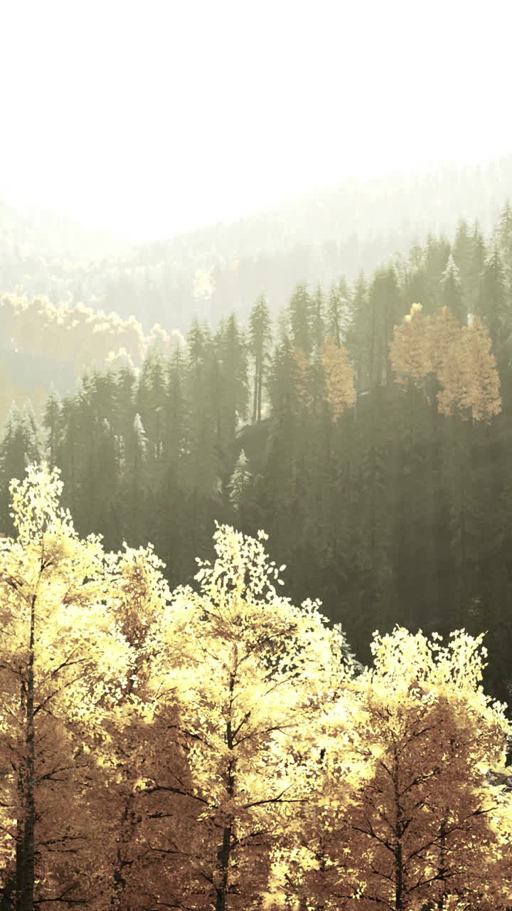 키가 큰 나무와 안개가 있는 아름다운 숲