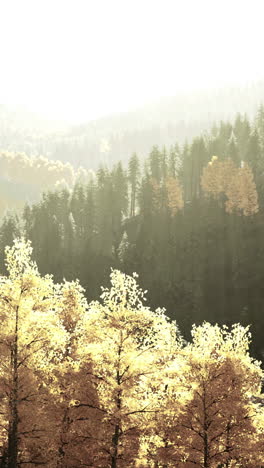 a beautiful forest with tall trees and fog