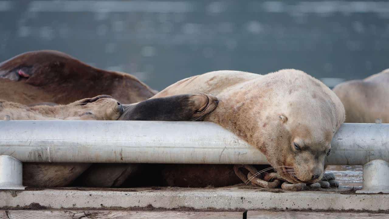 Sea lions resting on breakwater, autumn gathering, serene and peaceful