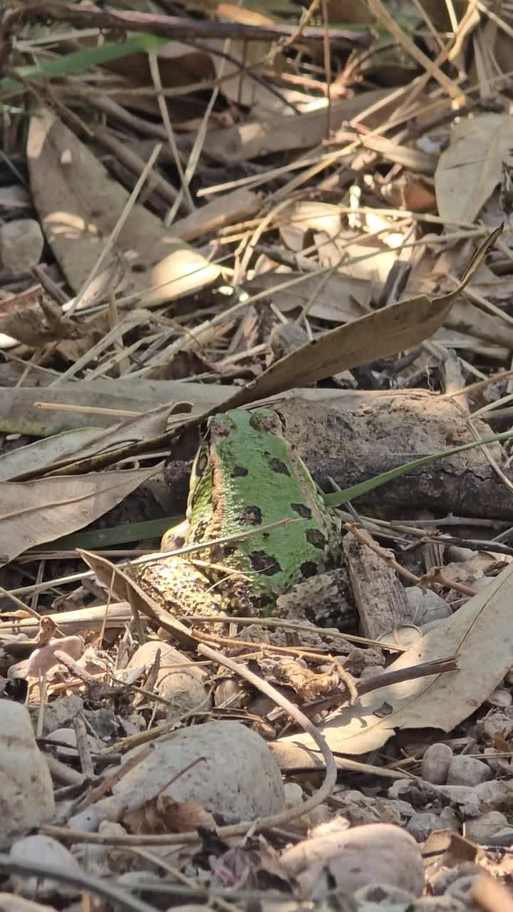 European common frog, also known as Rana temporaria, resting camouflaged among dry leaves and pebbles in underbrush