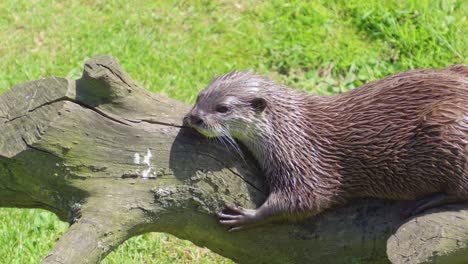 Group-of-young-playful-otters