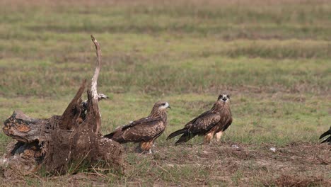 Der-Schwarzohrmilan-Milvus-Lineatus-Fliegt-In-Den-Rahmen-Hinein-Und-Aus-Ihm-Heraus,-Während-Er-Sich-Dem-Rest-Der-Herde-Auf-Dem-Feld-Anschließt